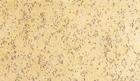 R�stica. Panel termo-ac�stico de viruta de madera mezclada con magnesita con superficie vista de poros gruesos.